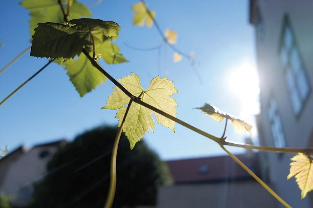 Penzion Austis Znojmo Esterno foto